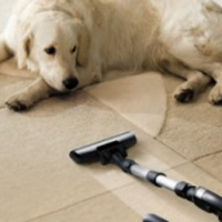 7 Carpet Cleaning Tips for Pet Owners